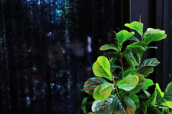 Какие комнатные растения могут расти без солнечного света Какие комнатные растения могут расти без солнечного света