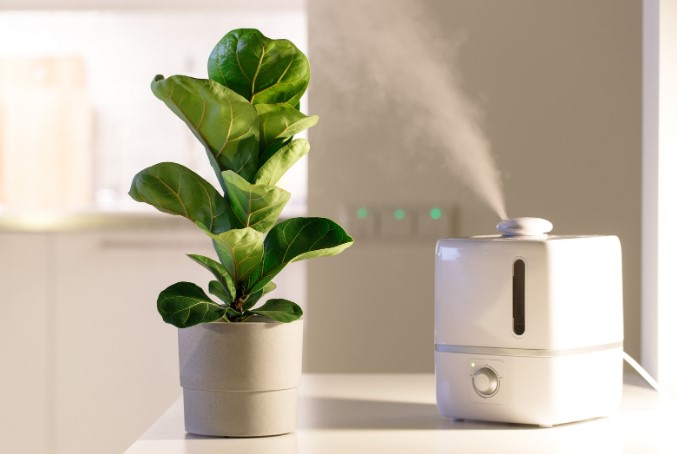 Комнатные растения которые не любят свет Комнатные растения которые не любят свет